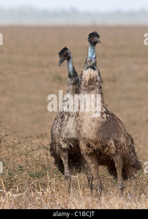 Emu Dromaius Novaehollandiae Queensland Australien Stockfoto