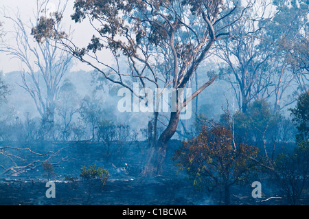 Anschluss an ein Buschfeuer in der Nähe von Charter-Türme-Queensland-Australien Stockfoto