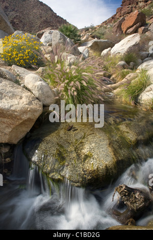 Bach durch Palm Canyon im Anza Borrego Desert State Park, Kalifornien. Stockfoto