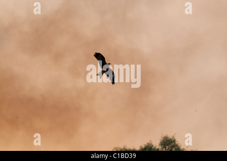 Schwarze Drachen Milvus Migrans Jagd fliehende Insekten am Rand von Bush Feuer Queensland Australien Stockfoto