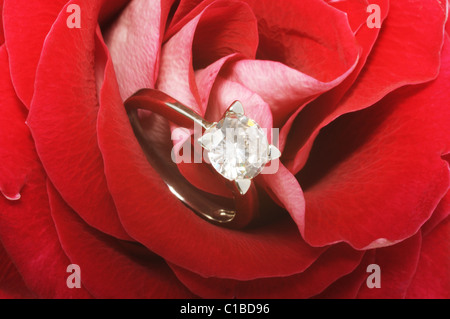 Rote Rose-Diamant-Ring, Mikro erschossen Stockfoto