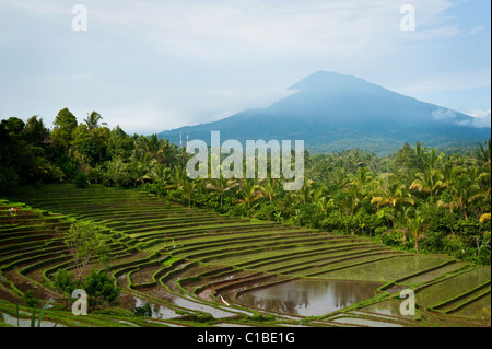 Neue Reis ist in der spektakulären grünen Reisterrassen von Belimbing, Bali, Indonesien angebaut. Stockfoto