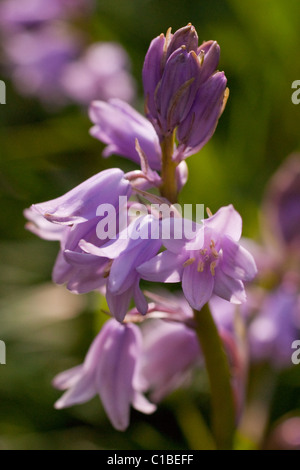 Die seltener rosa Bluebell Stockfoto