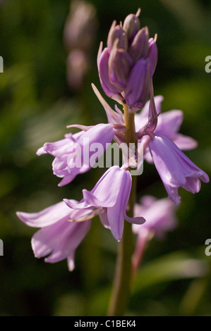 Die seltener rosa Bluebell Stockfoto