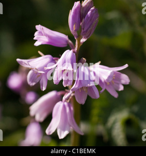 Die seltener rosa Bluebell Stockfoto