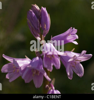 Die seltener rosa Bluebell Stockfoto