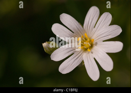Größere Stitchwort Stockfoto