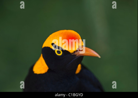 Regent Laubenvogel Sericulus Chrysocephalus männlichen O' Reilly es Lamington NP-Queensland-Australien Stockfoto