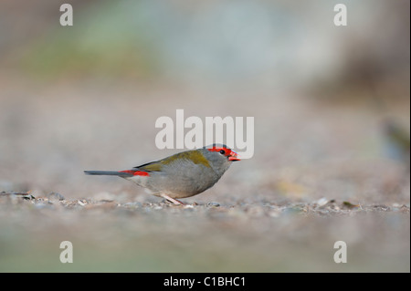 Rot-browed Firetail Neochmia Temporalis Lamington NP-Queensland-Australien Stockfoto