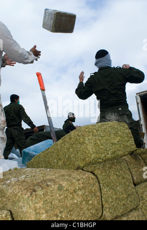 Die größte Beschlagnahme von Marihuana in der mexikanischen Geschichte und seine brennen fand in Tijuana, Baja California am 18. Oktober 2010 statt. Stockfoto