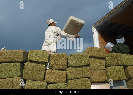 Die größte Beschlagnahme von Marihuana in der mexikanischen Geschichte und seine brennen fand in Tijuana, Baja California am 18. Oktober 2010 statt. Stockfoto