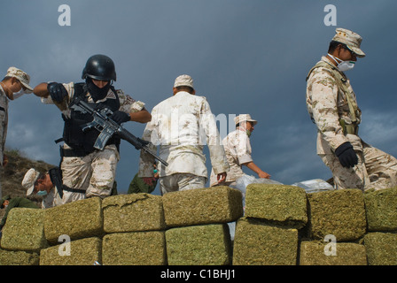 Die größte Beschlagnahme von Marihuana in der mexikanischen Geschichte und seine brennen fand in Tijuana, Baja California am 18. Oktober 2010 statt. Stockfoto