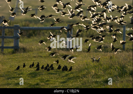 Stare Sturnus Vulgarus post Zuchtherde bei Cley Spätsommer Norfolk Stockfoto