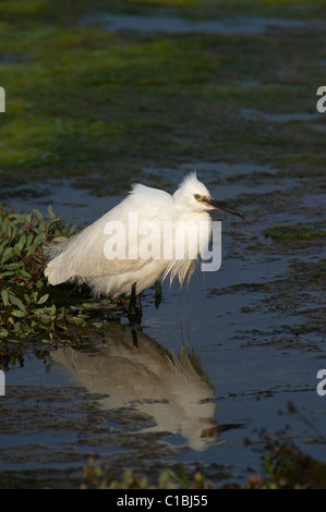 Kleiner Reiher Egretta Garzetta Clay Norfolk Frühling Stockfoto