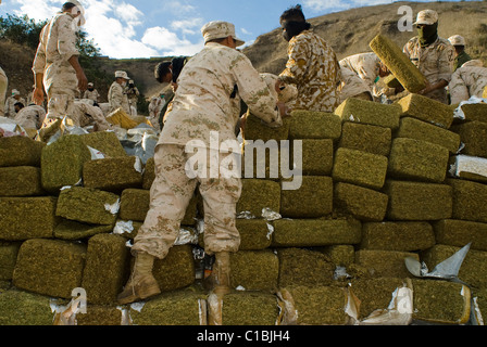 Die größte Beschlagnahme von Marihuana in der mexikanischen Geschichte und seine brennen fand in Tijuana, Baja California am 18. Oktober 2010 statt. Stockfoto