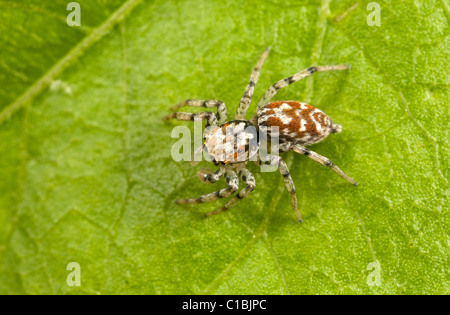 Gemeinsamen Springspinne dimorphen Jumper (Maevia Inclemens) genannt. Stockfoto