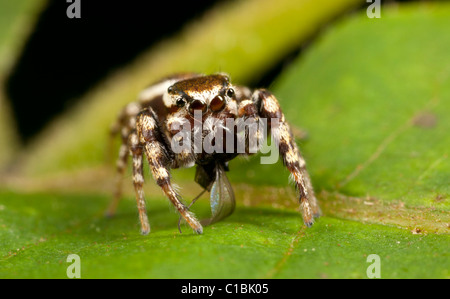 Zebra springen Spinne (Salticus Scenicus) mit eine kleine Fliege als Beute. Stockfoto