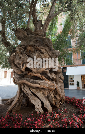 Olivenbaum alten säkularen Placa Cort Palma de Mallorca Mallorca Balearen Spanien Stockfoto