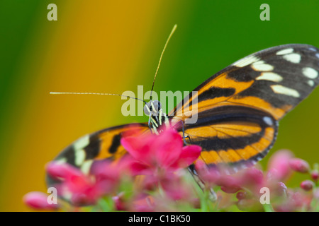 Heliconius Schmetterlingsarten auf Blumen. Stockfoto