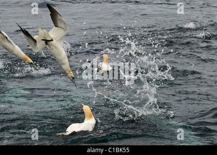 Basstölpel Sula Bassana Tauchen für Fische aus Shetland Küste Sommer Stockfoto