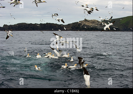 Basstölpel Sula Bassana Tauchen für Makrele Shetland suumer Stockfoto