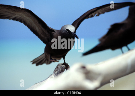 Frankreich, Französisch-Polynesien, Tetiaroa Island Stockfoto