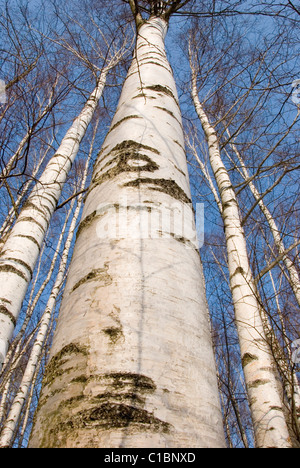 Schwarz / weiß Birke Stämme - einen wunderbaren natürlichen Rhythmus Stockfoto