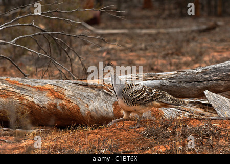 Malleefowl (Leipoa Ocellata), North East Western Australia Stockfoto