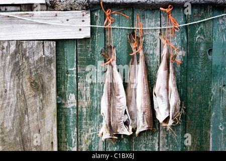 Fische hängen zum Trocknen, Narsaq, Süd-Grönland. Stockfoto