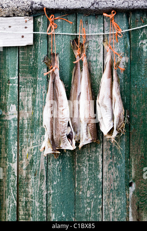 Fische hängen zum Trocknen, Narsaq, Süd-Grönland. Stockfoto