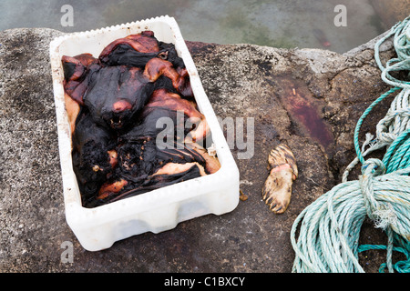 Schlachtkörper, Narsaq, Süd-Grönland zu versiegeln. Stockfoto