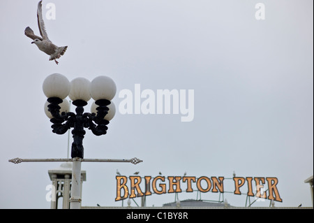 Möwe, die die Flucht am Pier von Brighton Stockfoto