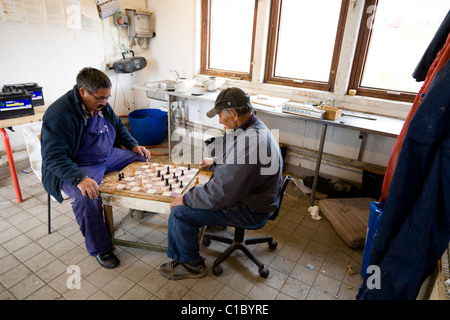 Fischer spielt "Dame" Brettspiel. Auch genannt "Zugluft" Brettspiel. Fischereistadt Hütten, Narsaq, Süd-Grönland Stockfoto