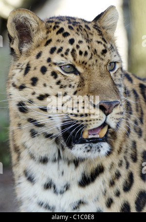 Männliche Amur-Leopard (Kopfschuss) Stockfoto