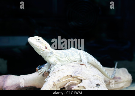 Bearded Dragon, Pogona Vitticeps, die Central (oder Inland) Bearded Dragon. Eine Art der Agamen Eidechse in eine Vielzahl von ariden, semi-ariden Regionen Australiens heimisch Stockfoto