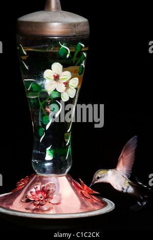 Rufous Kolibri, Kanada Stockfoto