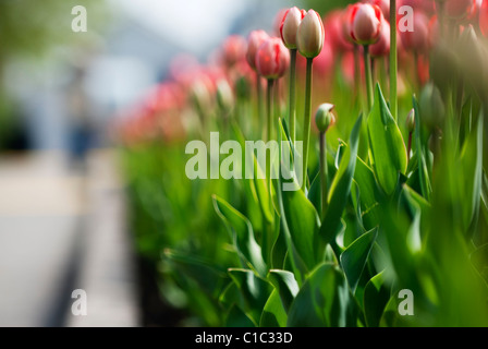 Frühlings-Tulpen in die Hauptstadt Kanadas, Ottawa Kanada Stockfoto