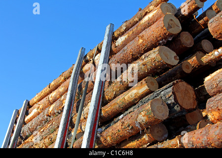 Kiefer Holz auf Protokollierung Anhänger Stockfoto