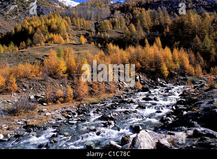 Frankreich, Hautes Alpes, Herbst im Guil-Tal in den regionalen Naturpark Queyras Stockfoto