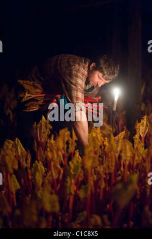 Rhabarber wächst bei Kerzenlicht Stockfoto