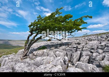 Weißdornbaum auf Twistleton Scar Stockfoto