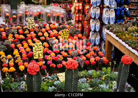 Blumen, Clogs & Cannabis-Starter-Kits - alle verfügbaren auf dem Blumenmarkt in Amsterdam Stockfoto