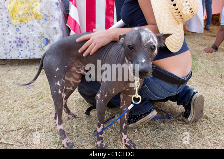 Xoloitzcuintle (Xoloitzcuintle) Stockfoto