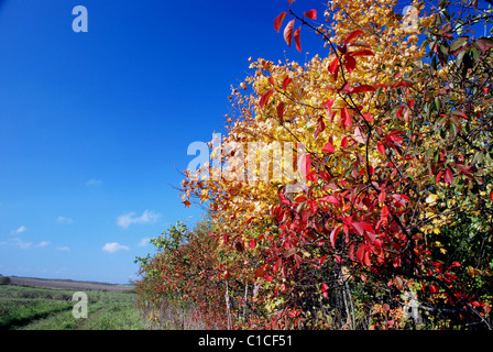 Die ersten leuchtenden Herbstfarben in die Bäume und Sträucher Stockfoto