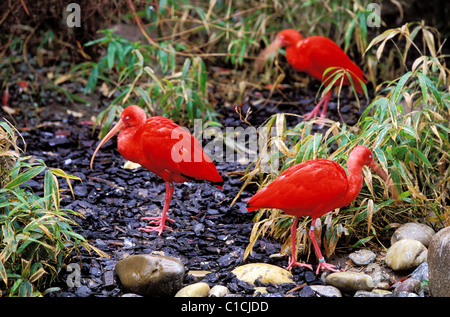 Frankreich, Haut Rhin, Mulhouse, roter Ibis im botanischen und zoologischen Park (Elsass) Stockfoto