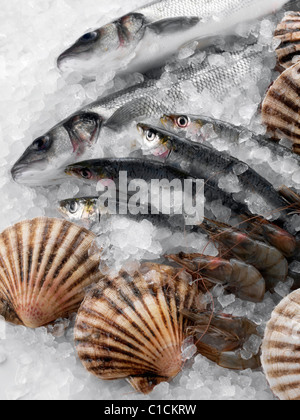 Frischer Fisch, Muscheln und Garnelen auf einem Bett aus Eis Stockfoto