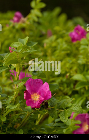 Wild rose Blume Blüte Nahaufnahme Sommerzeit Stockfoto