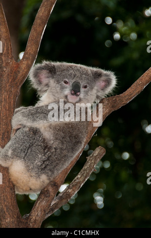Koala, Currumbin Wildlife Sanctuary, Currumbin, Queensland, Australien. Stockfoto
