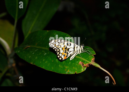 Butterfly House - Changi Airport Stockfoto