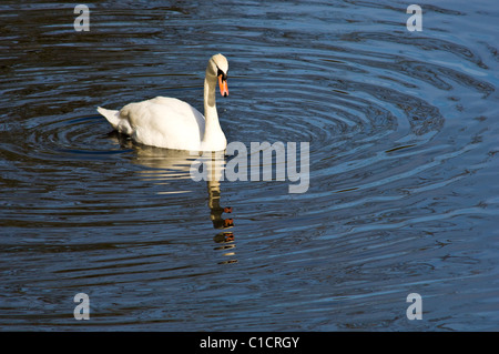 Erwachsene männliche Maiskolben oder weiblichen Stift Höckerschwan schwimmen an einem See mit Wellen Stockfoto